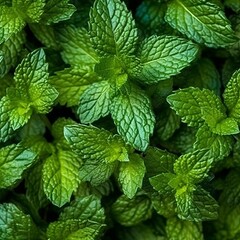Fototapeta na wymiar Fresh mint leaves arranged in a neat pattern, showcasing their vibrant green color and natural texture. Generative AI