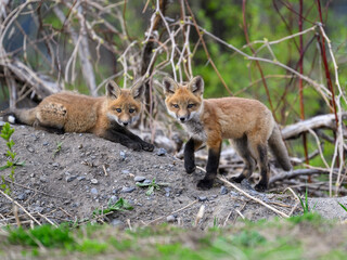 Two Eastern American Red Fox kits portrait in spring