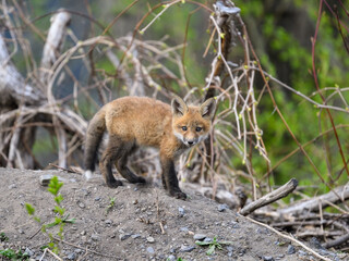 Eastern American Red Fox kit portrait in spring