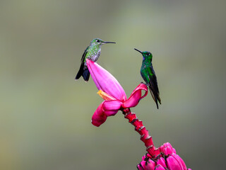 Fototapeta na wymiar Two Green-crowned brilliant Hummingbird sitting and collecting nectar from pink flower on green background