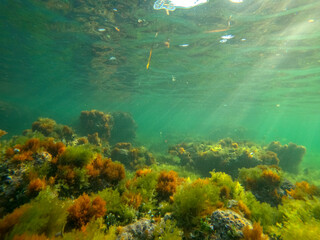 Fototapeta na wymiar Underwater image Marine reserve in Denia Alicante Spain Sant Antoni cape