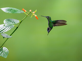 Obraz premium Green-crowned brilliant Hummingbird in flight collecting nectar from orange flower on green background