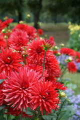 Red semi-cactus Dahlias in Garden