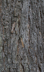 Details of the bark of catalpa ovata