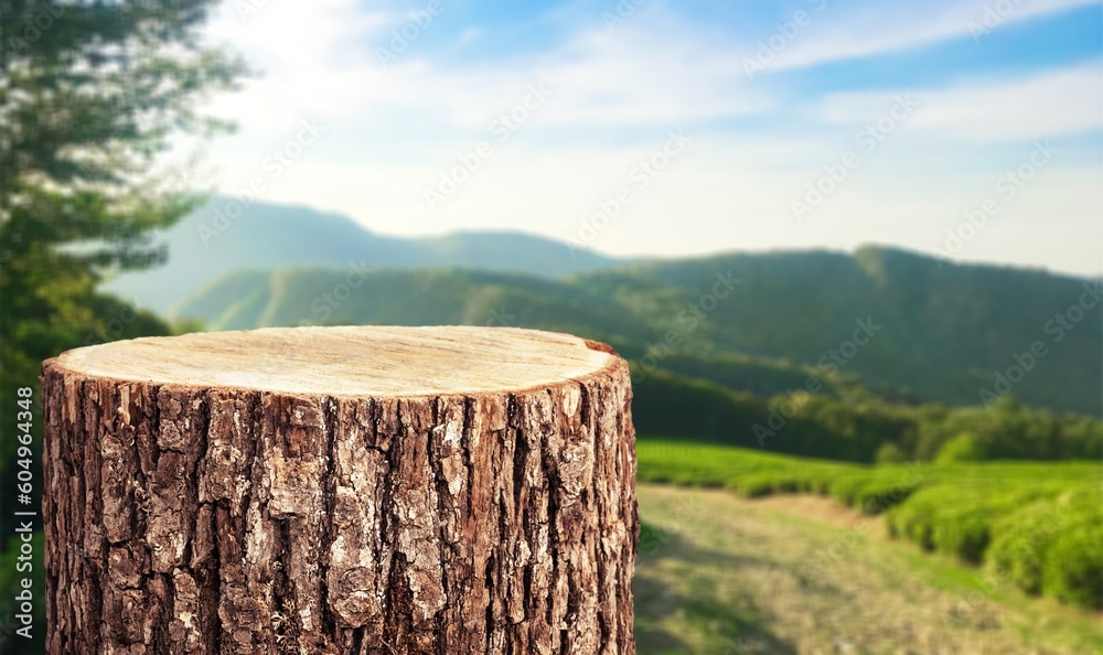 Poster Tree trunk blank Podium on nature background