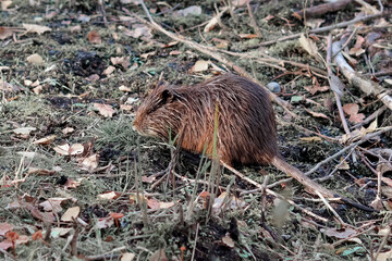 Nutria (myocastor coypus), also called beaver rat, swamp beaver, tail beaver, tail rat or coypu.