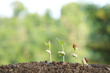 Small pea sprout plant growing