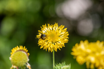 Royal gardens with plants, colourful flowers and insects