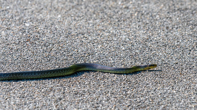  Aesculapian snake, Zamenis longissimus, Elaphe longissima