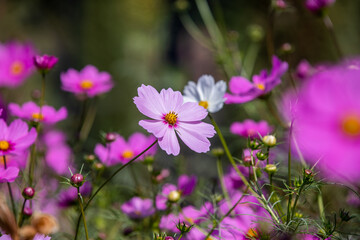 Fototapeta premium Royal gardens with plants, colourful flowers and insects