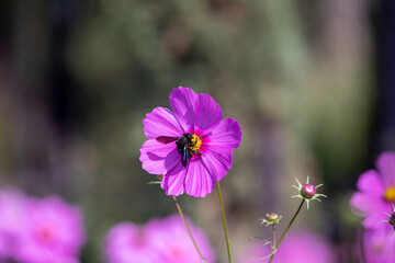 Royal gardens with plants, colourful flowers and insects