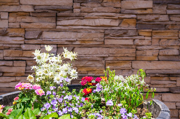 春のカラフルな寄せ植え