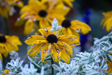 Royal gardens with plants, colourful flowers and insects
