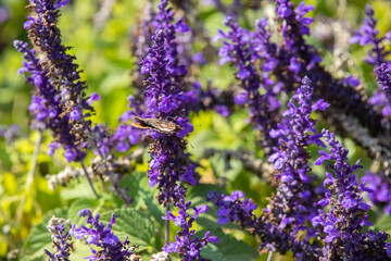 Obraz premium Royal gardens with plants, colourful flowers and insects