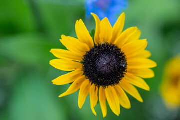 Sonnenblume im Gras von oben