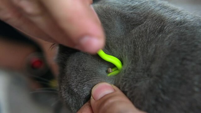 Removing a tick from cat skin. Veterinarian doctor uses anti-flea tools to treat a cat. Black legged deer tick as found on cats, dogs. Ixodes ricinus, scapularis. Invasion. Dangerous infectious insect