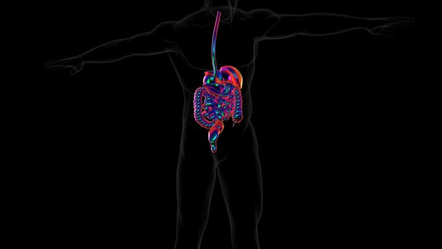 3D Rendering Human Digestive System Anatomy