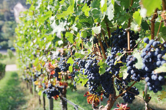 Wine yards in Stuttgart region in Germany in October	