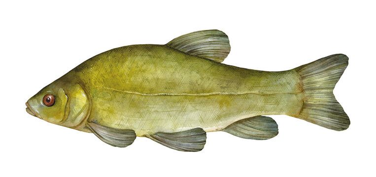 Watercolor tench or doctor fish (Tinca tinca). Hand drawn fish illustration isolated on white background.