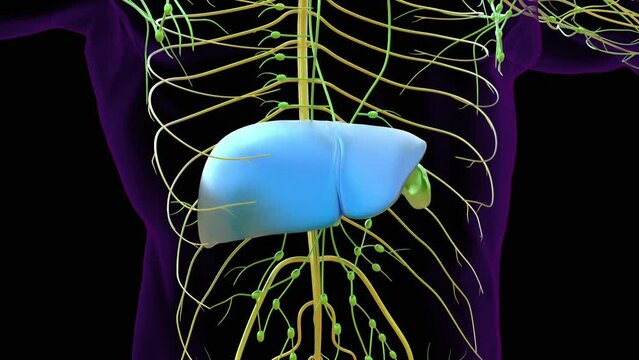 Liver human digestive anatomy for medical concept 3D