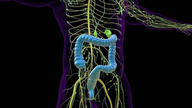 3D animation Human Digestive System Anatomy (Large Intestine)