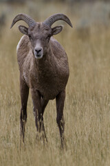 Obraz premium Bighorn Sheep in dry grass of Old Yellowstone Trail in Gardiner, Montana, United States