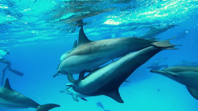 Dolphins swimming underwater in the depths of the Red sea in Egypt
