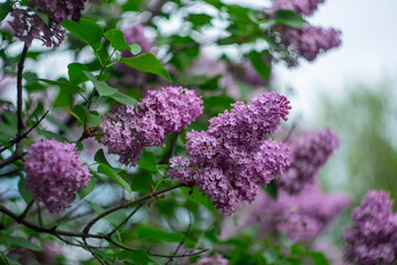 Bright purple lilac against the sky.