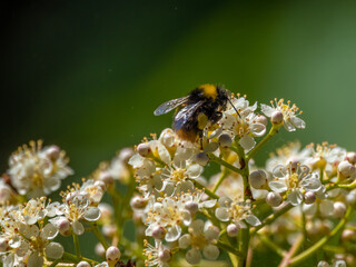 European honey bee (Apis mellifera)  pollinating the tiny flowers of a Photinia (Glanzmispel) plant in a garden in Switzerland