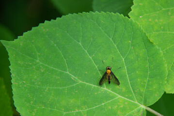 A Golden-backed Snip Fly on a green hydrangea leaf.  Chrysopilus thoracicus.  Rhagionideae.