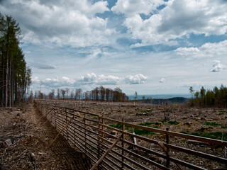 dying forest in Germany that is sealed off by a wooden fence