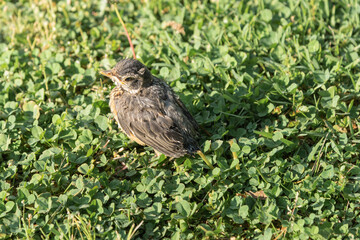 Robin fledgling in clovers.  Turdus migratorius learning to fly.