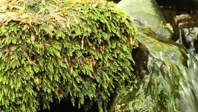 Flie&szlig;endes Wasser in der Kaskadenschlucht in der Rh&ouml;n
