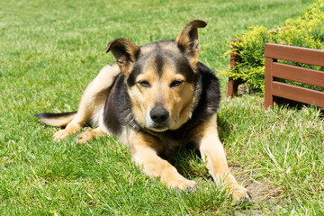 Sleepy dog background. Portrait of a dog. Green summer lawn. Garden for animals to play. Lovely cute small doggy. Resting in the sun. Closing his eyes.