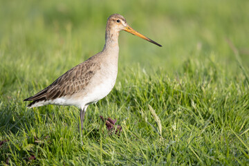 black-tailed godwit