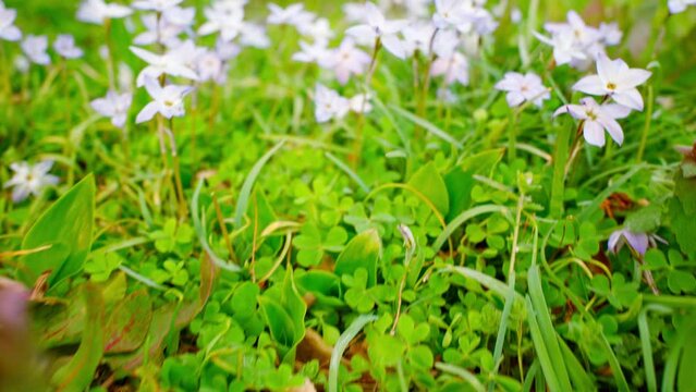 春先の野原に咲いたハナニラの花