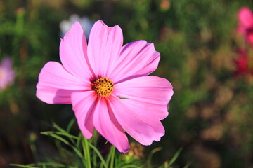 Pink and white cosmos flowers in the garden.Macro image.