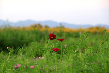 Colorful cosmos flower garden beautiful by nature and there were many in the vast grasslands.