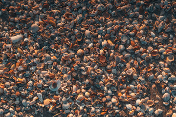 Muscheln am Strand im Sand