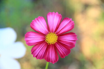 Obraz premium Pink and white cosmos flowers in the garden.Macro image.