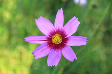 Pink and white cosmos flowers in the garden.Macro image.