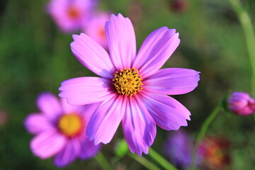 Fototapeta premium Pink and white cosmos flowers in the garden.Macro image.