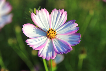 Fototapeta premium Pink and white cosmos flowers in the garden.Macro image.