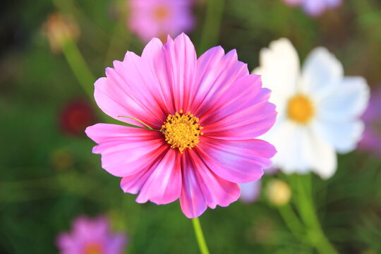 Pink and white cosmos flowers in the garden.Macro image.