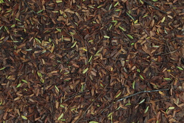 Hojas caídas zoom textura