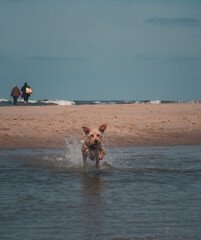 Rennender Hund am Meer 