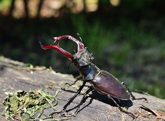 Hirschkäfer (Lucanus cervus) Männchen