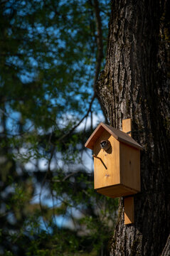 Sparrow birdhouse hanging on old tree, vertical picture
