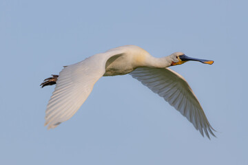 spoonbill