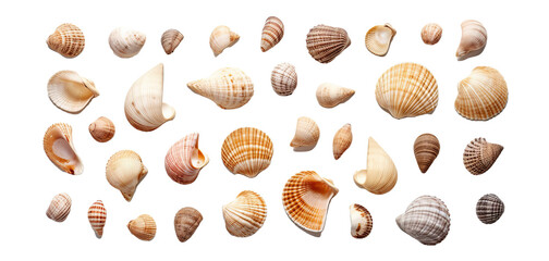 seashells, isolated on transparent background - obrazy, fototapety, plakaty